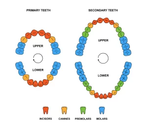 How Many Teeth Do We Have as Adults?