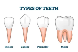 types of teeth